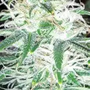 MSNL SEEDS = MIMOSA