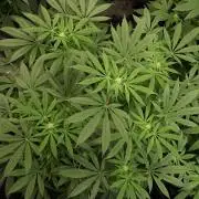 KANNABIA SEEDS = HELLFIRE OG