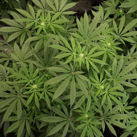 KANNABIA SEEDS = HELLFIRE OG