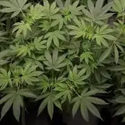 420 FASTBUDS = PAPAYTON