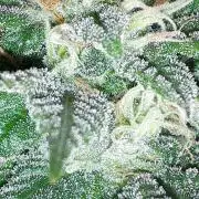 SUPERNATURAL SEEDS = GRAPE GASOLINE