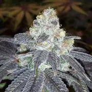 420 FASTBUDS = PAPAYTON