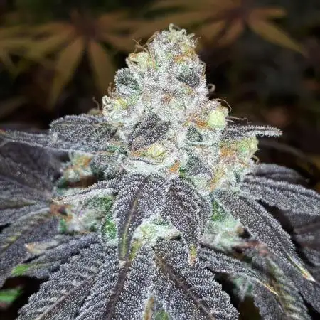 420 FASTBUDS = PAPAYTON