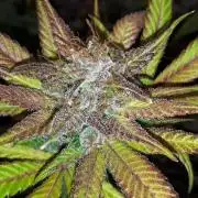 420 FASTBUDS = TROPICANA COOKIES FF