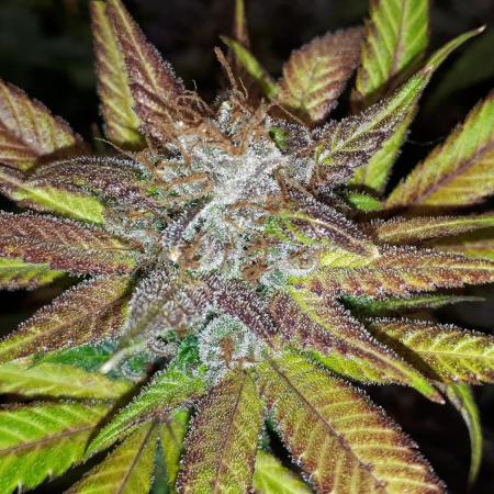 420 FASTBUDS = TROPICANA COOKIES FF