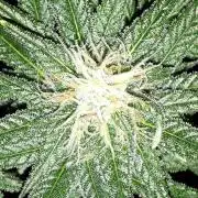 420 FASTBUDS = TROPICANA COOKIES FF