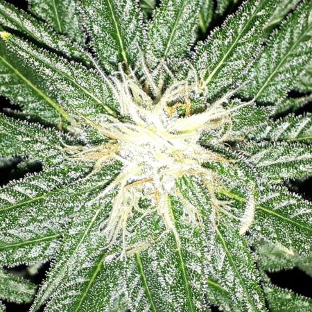 420 FASTBUDS = TROPICANA COOKIES FF