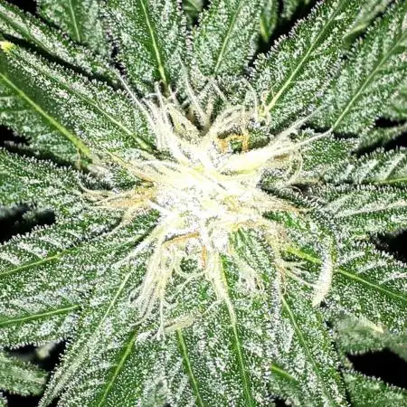 420 FASTBUDS = TROPICANA COOKIES FF