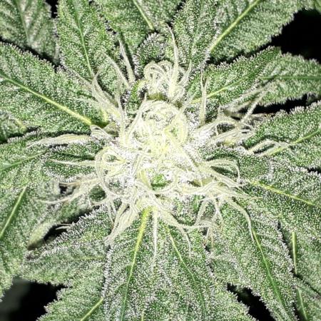 420 FASTBUDS = PAPAYTON