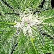 KANNABIA SEEDS = PINK GELATO