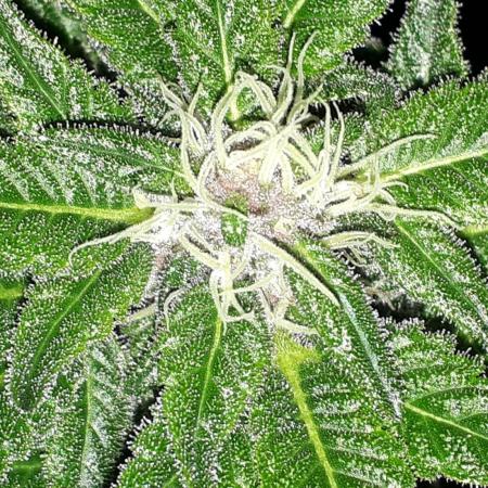 KANNABIA SEEDS = PINK GELATO