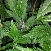 ILGM = TANGIE QUEEN