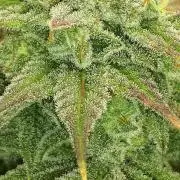MSNL SEEDS = GORILLA ZKITTLES