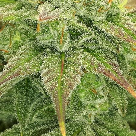 MSNL SEEDS = GORILLA ZKITTLES