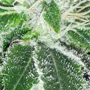 IZI SEEDS = GRANDPA ZOMBIE