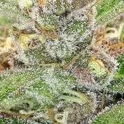 KANNABIA SEEDS = PINK GELATO