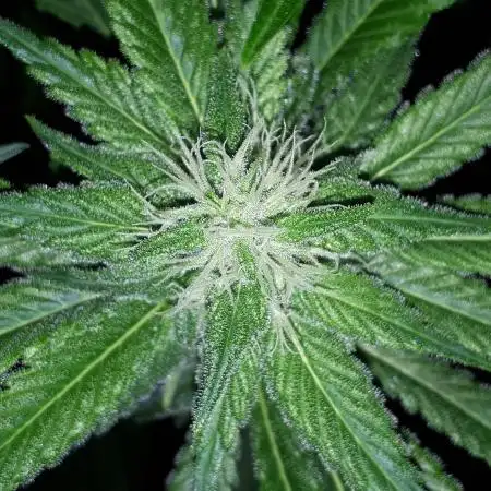 KANNABIA SEEDS = APPLE AND BANANAS