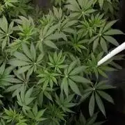 420 FASTBUDS = LEMON CHERRY RUNTZ