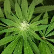 KANNABIA SEEDS = APPLE AND BANANAS