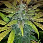 SUPERNATURAL SEEDS = GRAPE GASOLINE