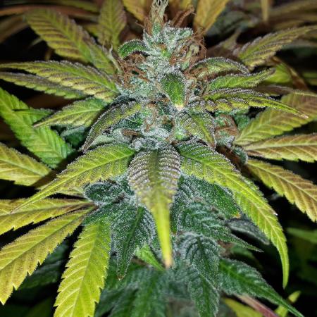 SUPERNATURAL SEEDS = GRAPE GASOLINE