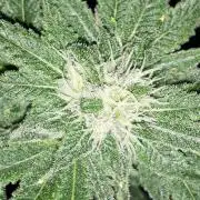 420 FASTBUDS = LEMON CHERRY RUNTZ