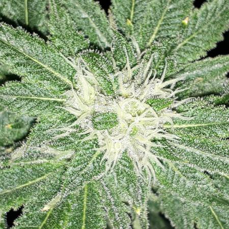 420 FASTBUDS = LEMON CHERRY RUNTZ