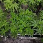 IZI SEEDS = GRANDPA ZOMBIE