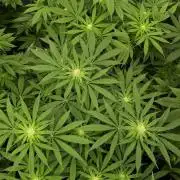 KANNABIA SEEDS = ZOAP ROSE