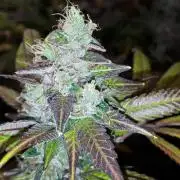 MSNL SEEDS = CARBON FIBER