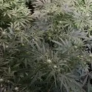 MSNL SEEDS = MIMOSA