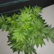 MSNL SEEDS = GRAPE GLACIER
