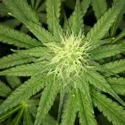 KANNABIA SEEDS = ZOAP ROSE
