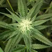 420 FASTBUDS = TROPICANA COOKIES FF