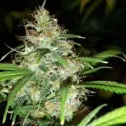 MSNL SEEDS = MIMOSA