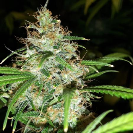 MSNL SEEDS = MIMOSA