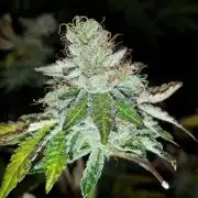 420 FASTBUDS = BISCOTTI GELATO