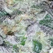 420 FASTBUDS = LEMON CHERRY RUNTZ