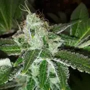 IZI SEEDS = GRANDPA ZOMBIE