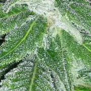 KANNABIA SEEDS = APPLE AND BANANAS
