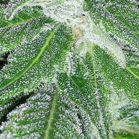 KANNABIA SEEDS = APPLE AND BANANAS
