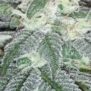 420 FASTBUDS = PAPAYTON