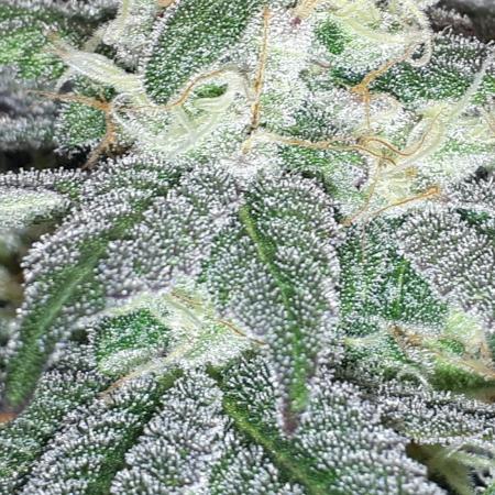 420 FASTBUDS = PAPAYTON