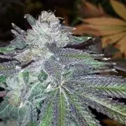 420 FASTBUDS = LEMON CHERRY RUNTZ