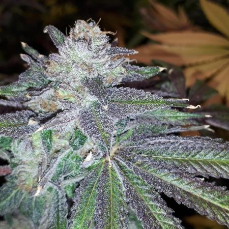 420 FASTBUDS = LEMON CHERRY RUNTZ