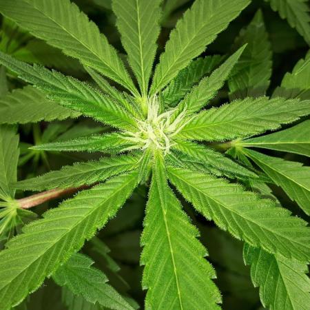 MSNL SEEDS = SKYWALKER OG