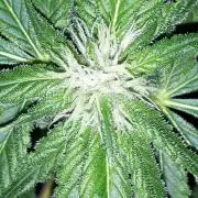 MSNL SEEDS = SKYWALKER OG