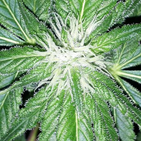 MSNL SEEDS = SKYWALKER OG