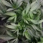 ILGM = TANGIE QUEEN