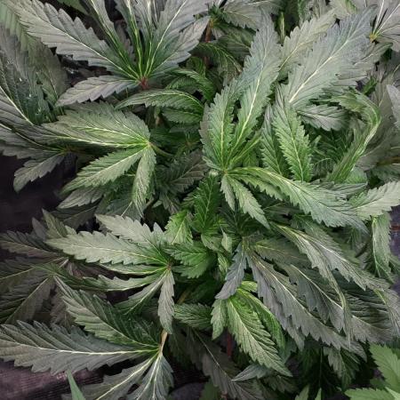 ILGM = TANGIE QUEEN